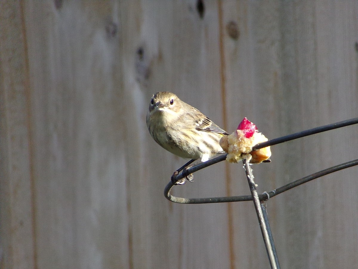 Yellow-rumped Warbler (Myrtle) - ML646453884