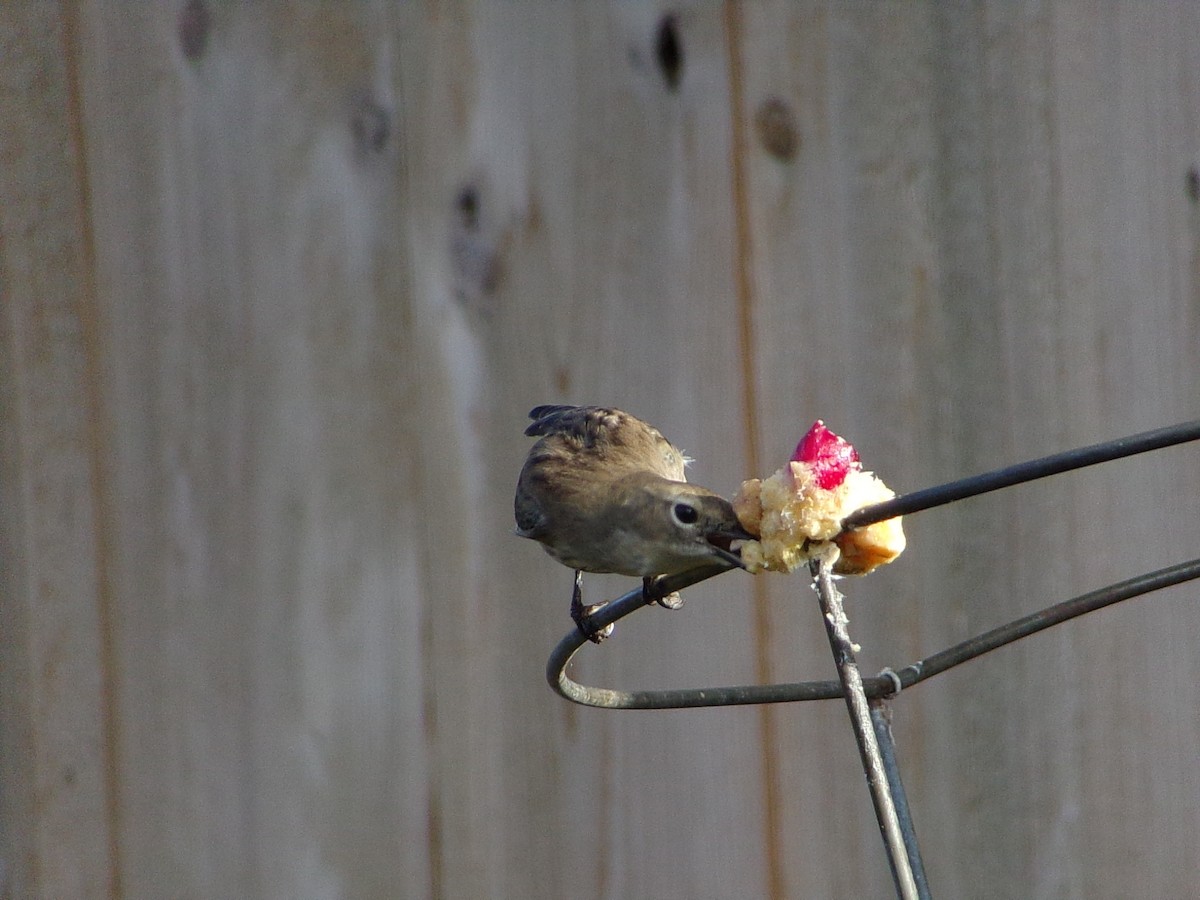 Yellow-rumped Warbler (Myrtle) - ML646453885