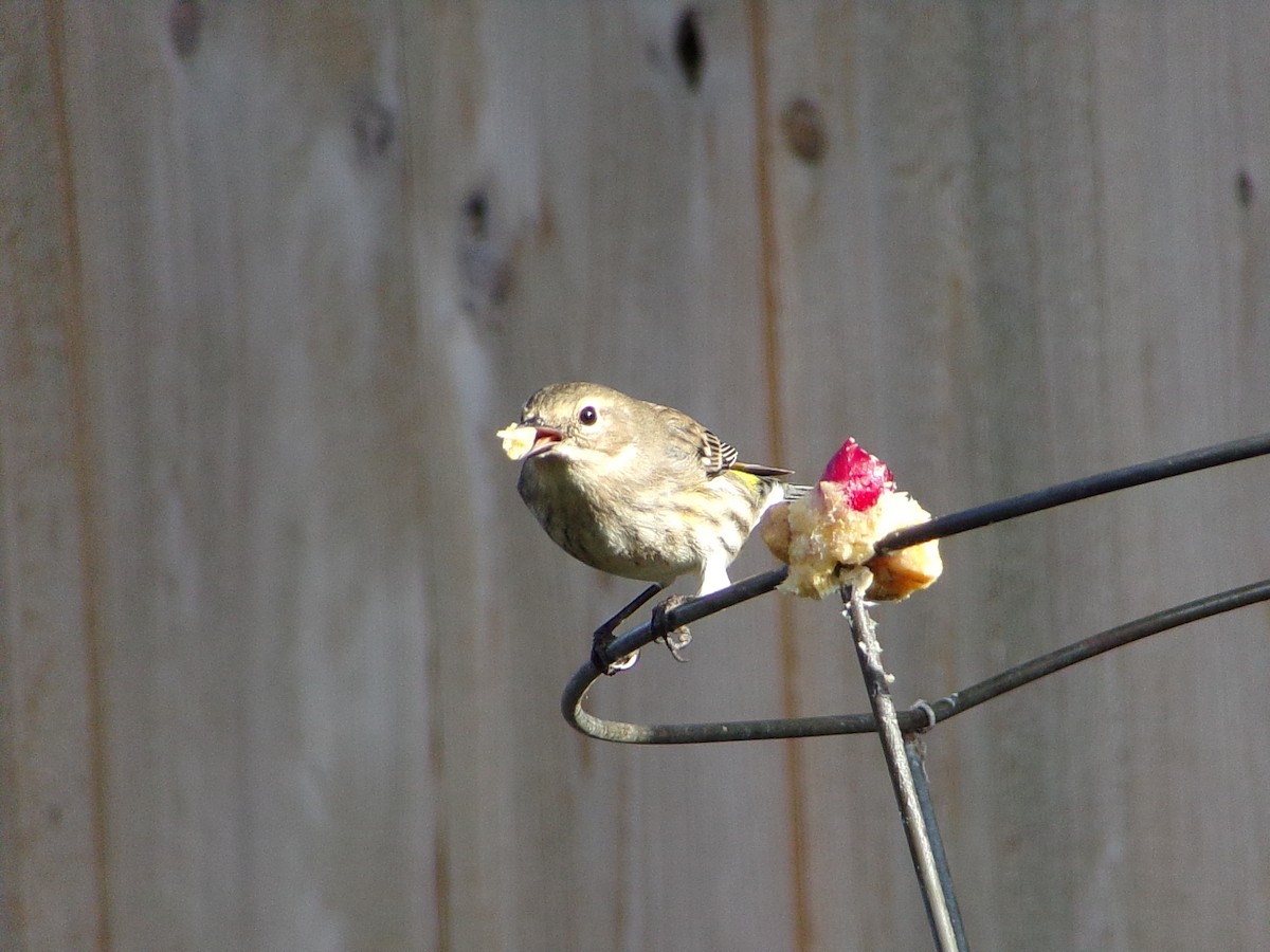 Yellow-rumped Warbler (Myrtle) - ML646453886