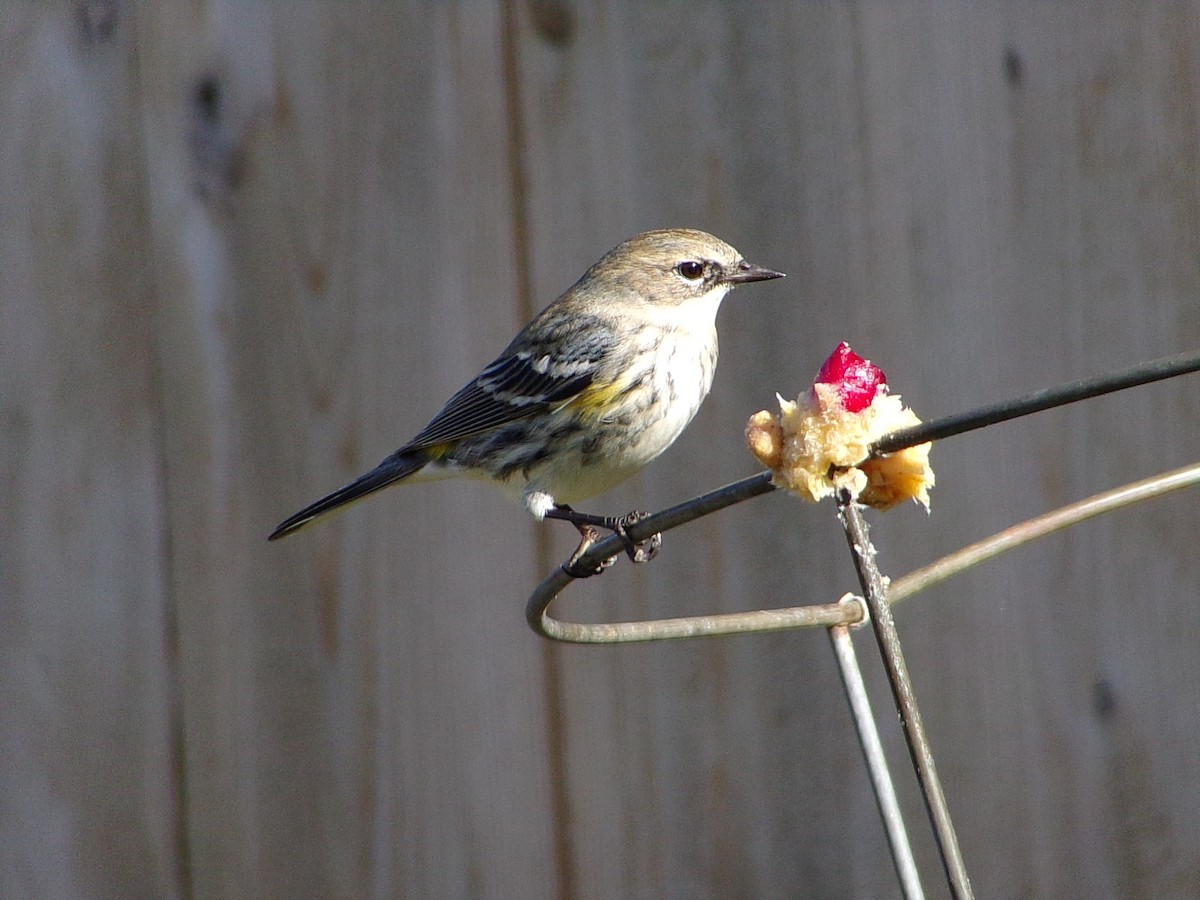 Yellow-rumped Warbler (Myrtle) - ML646453887