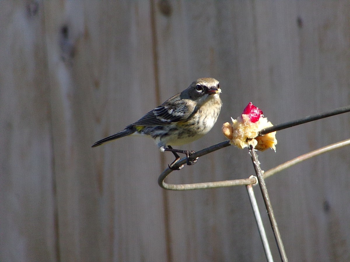 Yellow-rumped Warbler (Myrtle) - ML646453888