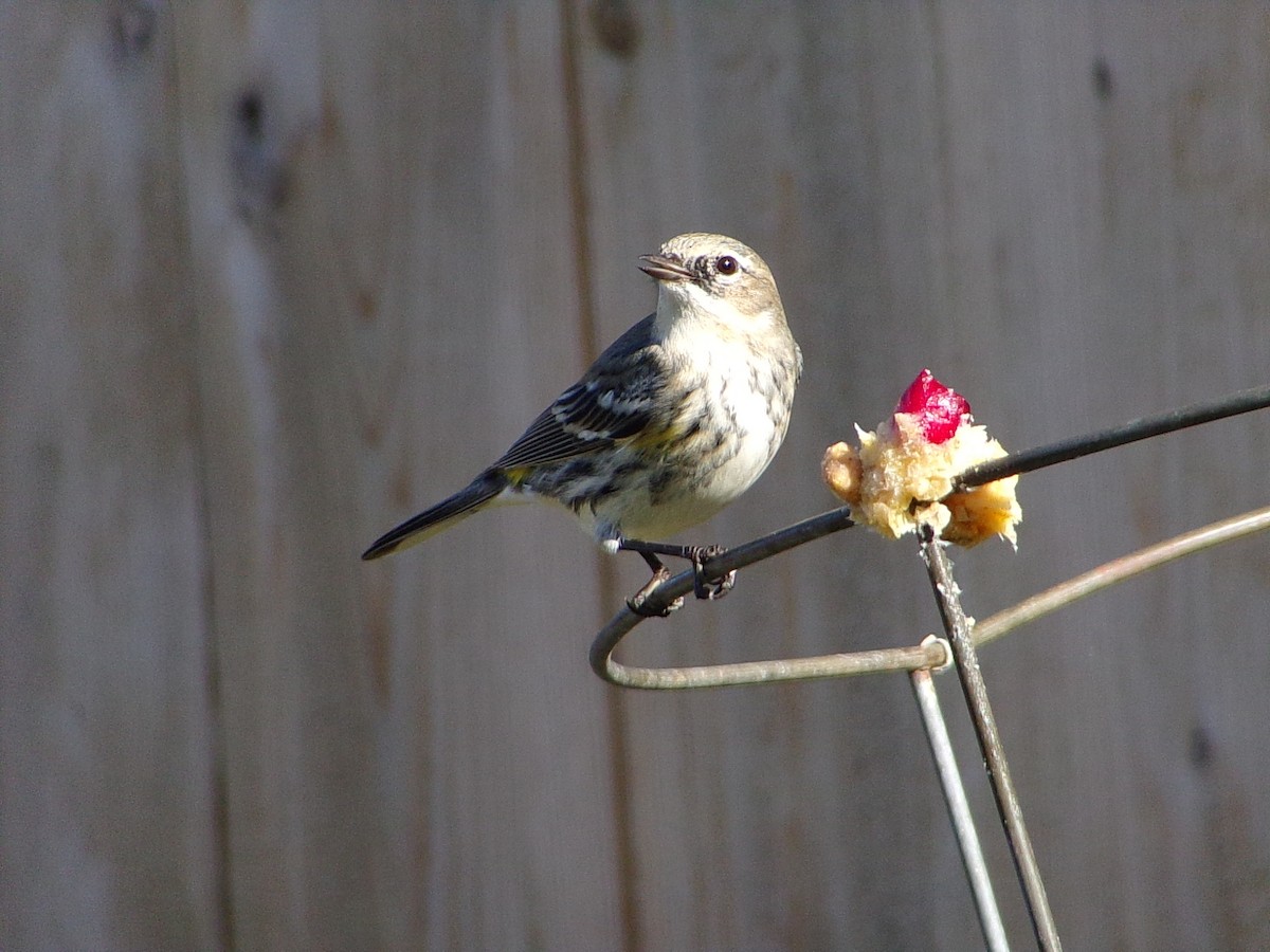 Yellow-rumped Warbler (Myrtle) - ML646453889