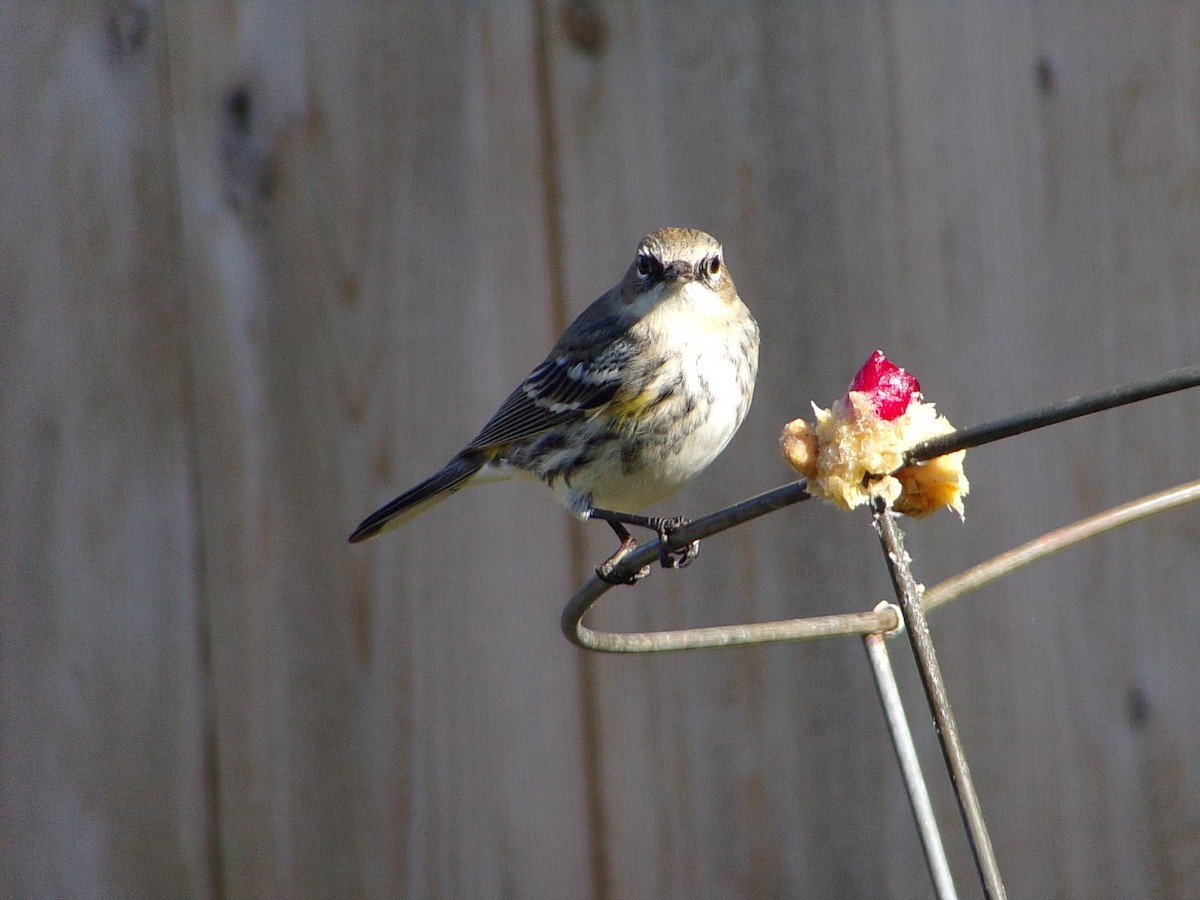 Yellow-rumped Warbler (Myrtle) - ML646453890