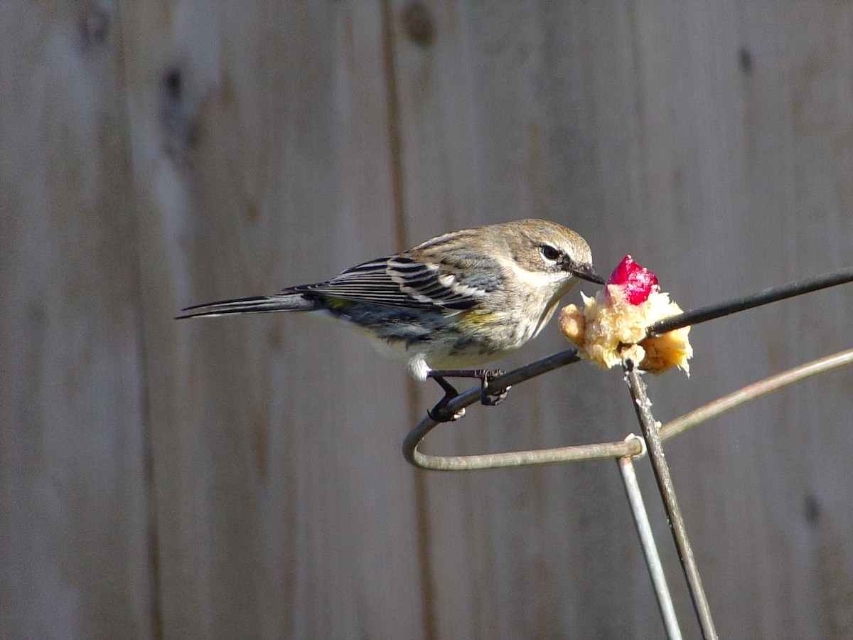 Yellow-rumped Warbler (Myrtle) - ML646453891