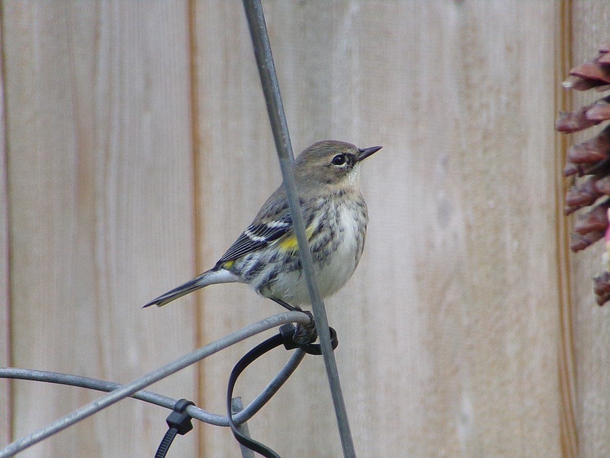 Yellow-rumped Warbler (Myrtle) - ML646453892