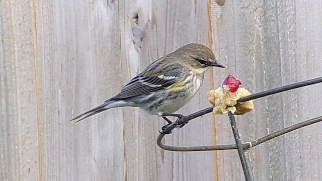Yellow-rumped Warbler (Myrtle) - ML646453895