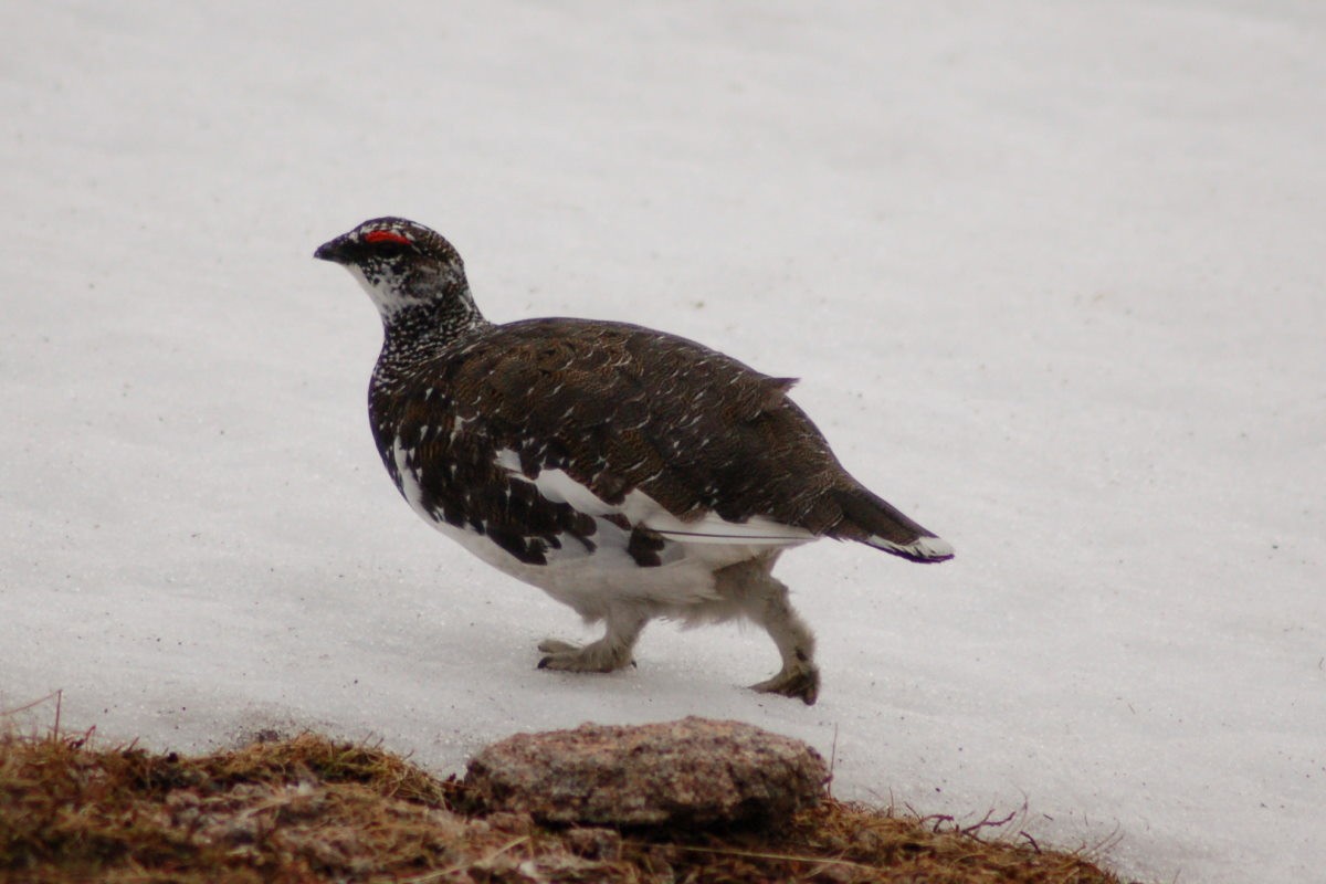 Rock Ptarmigan - ML646453896
