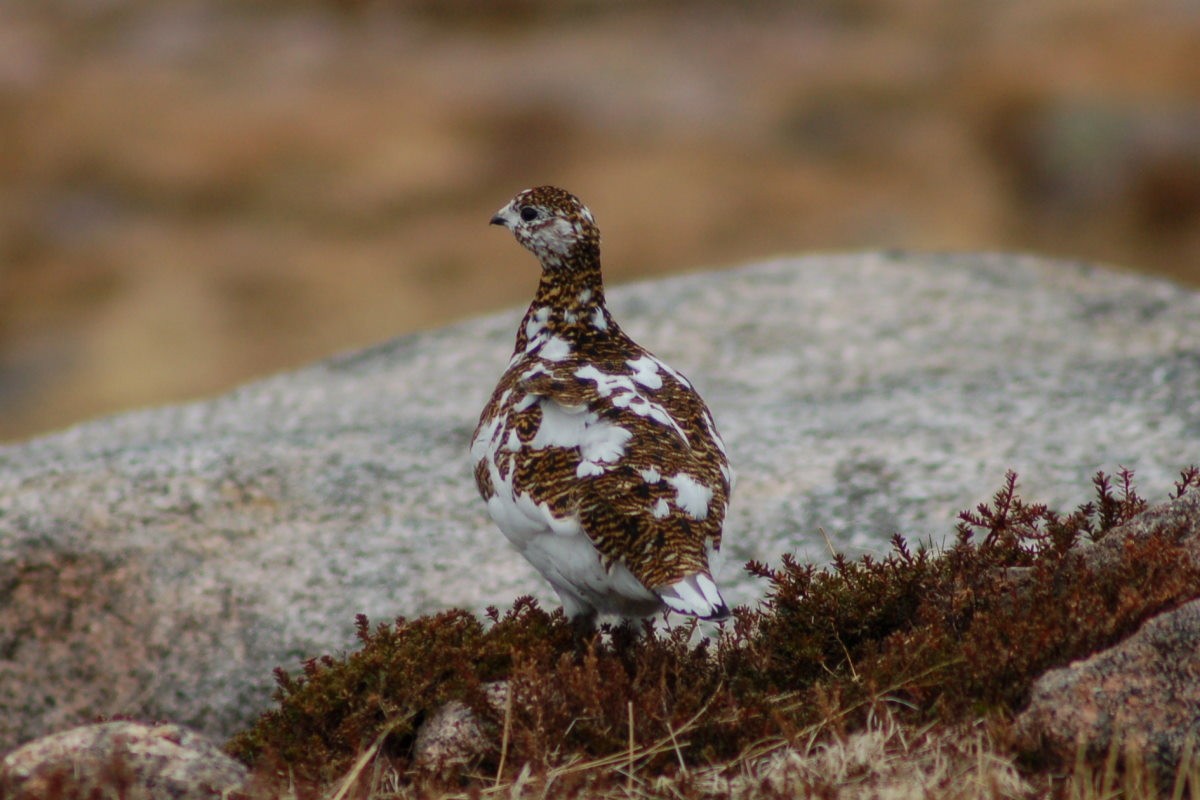 Rock Ptarmigan - ML646453897