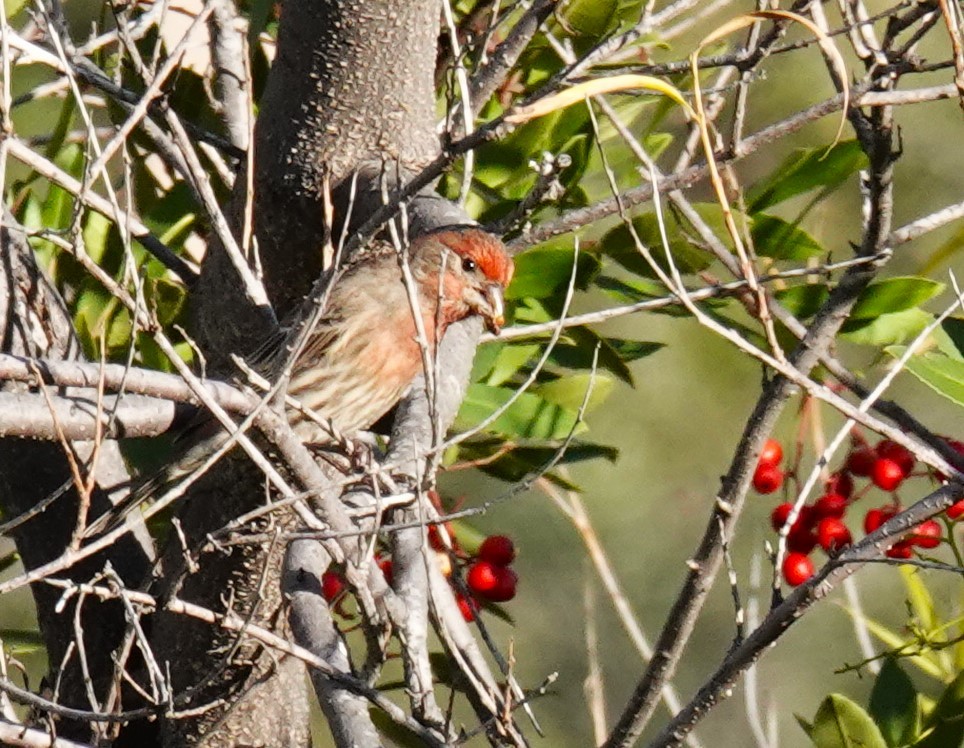House Finch - ML646453900