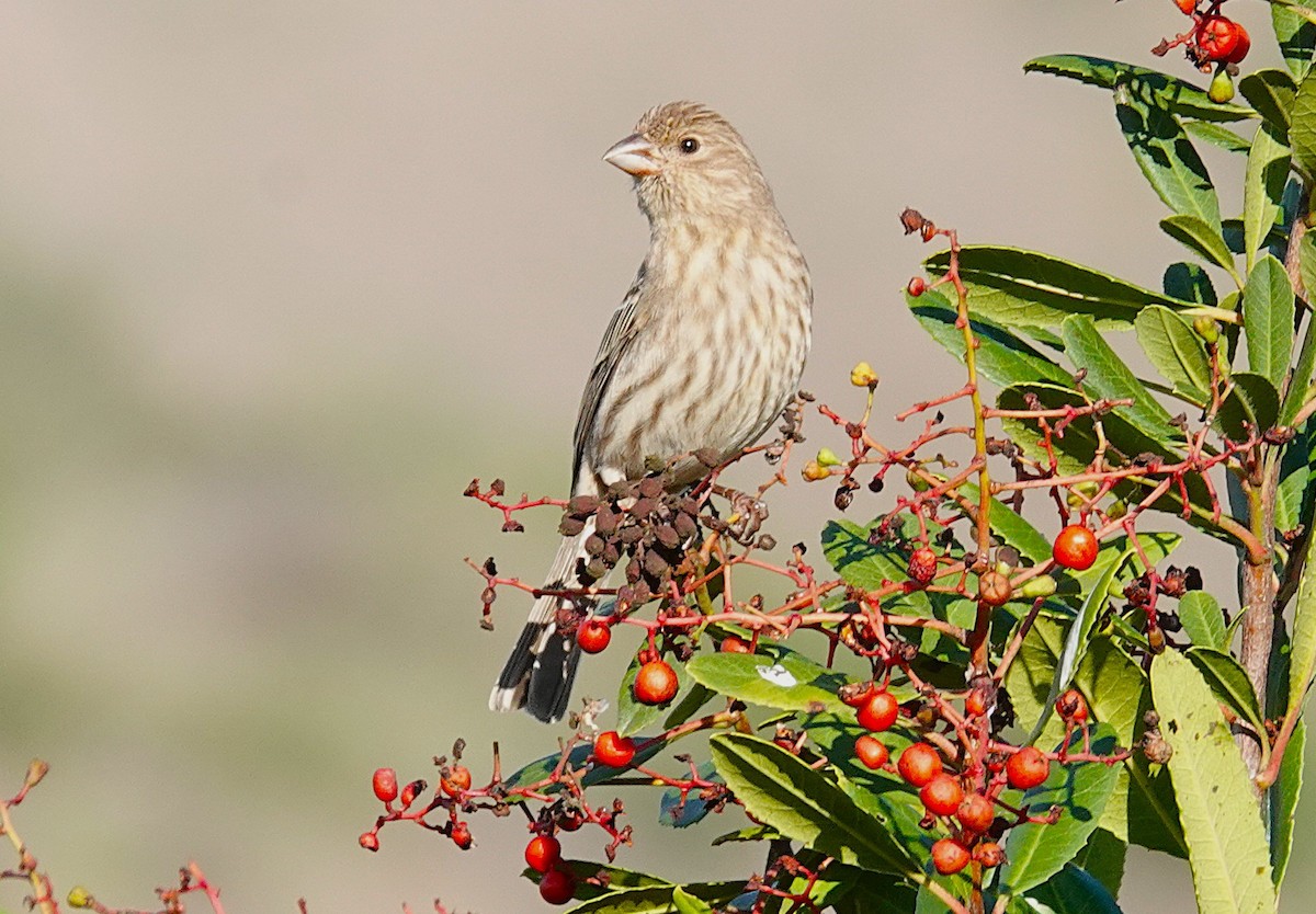 House Finch - ML646453901