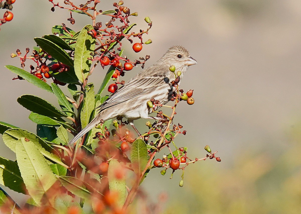 House Finch - ML646453902
