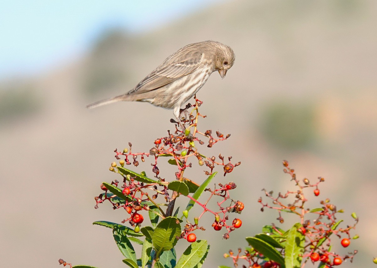 House Finch - ML646453903