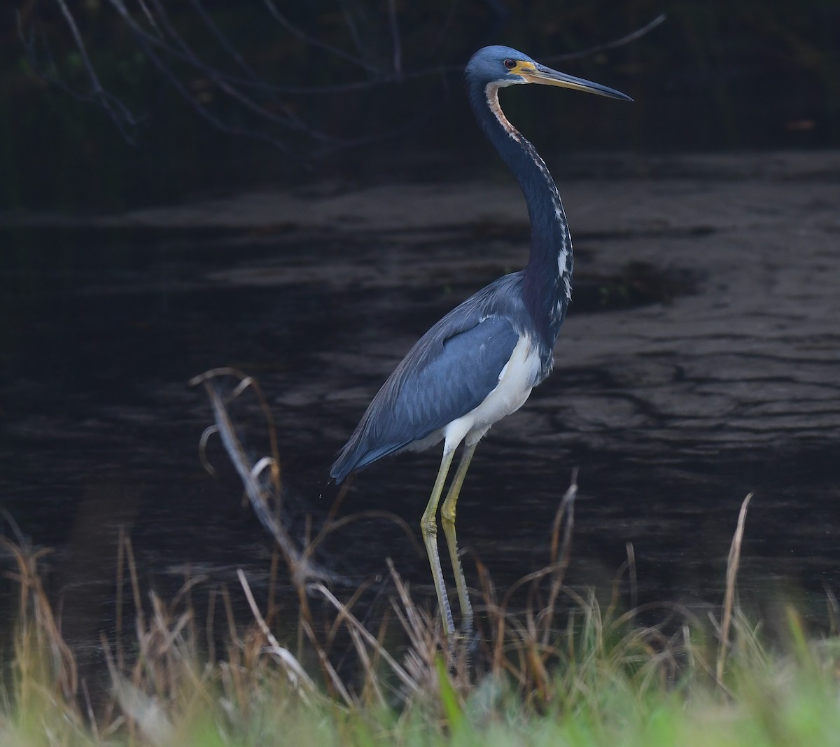 Tricolored Heron - ML646453904