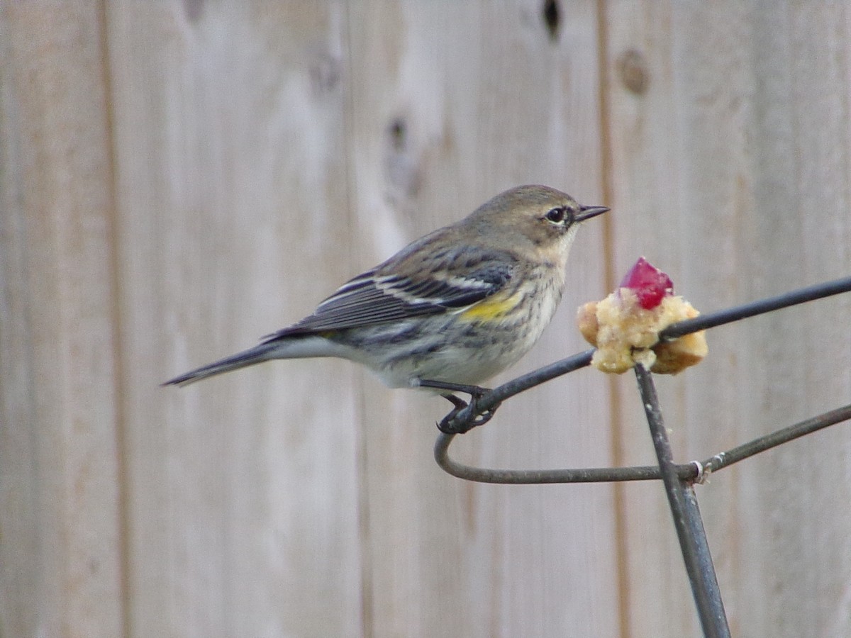 Yellow-rumped Warbler (Myrtle) - ML646453905