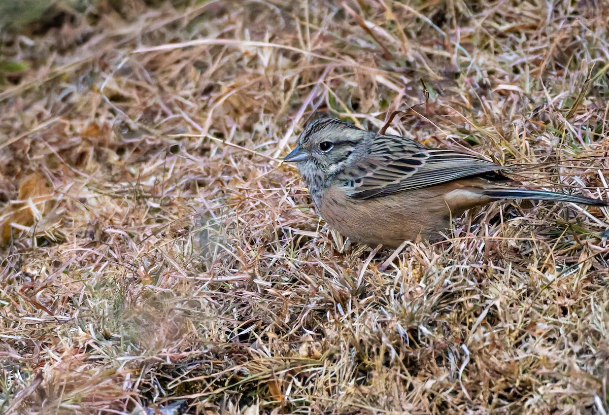 Rock Bunting - ML646453915