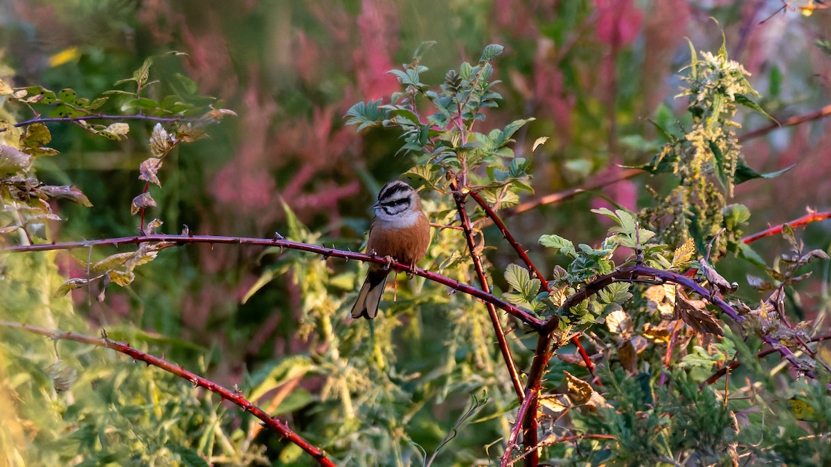 Rock Bunting - ML646453916
