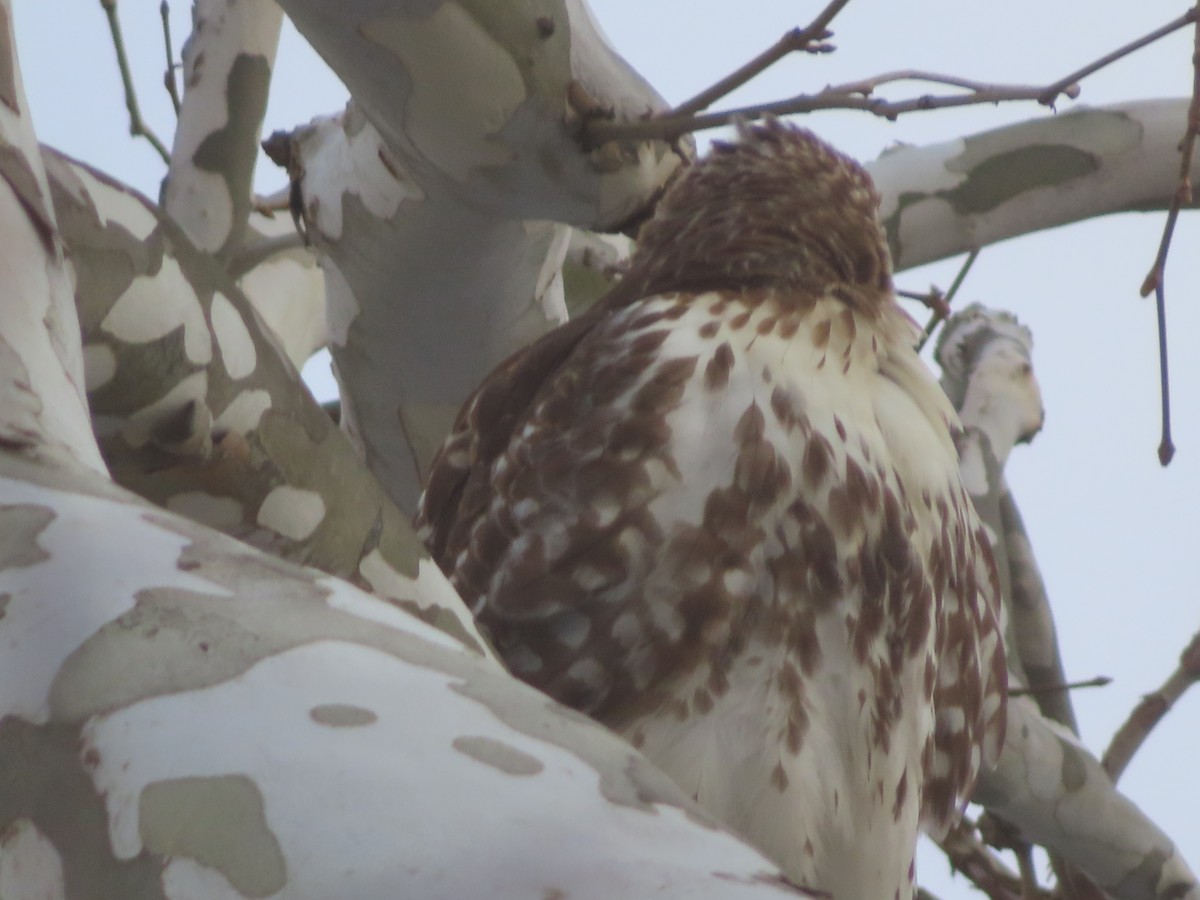 Rotschwanzbussard - ML646453926