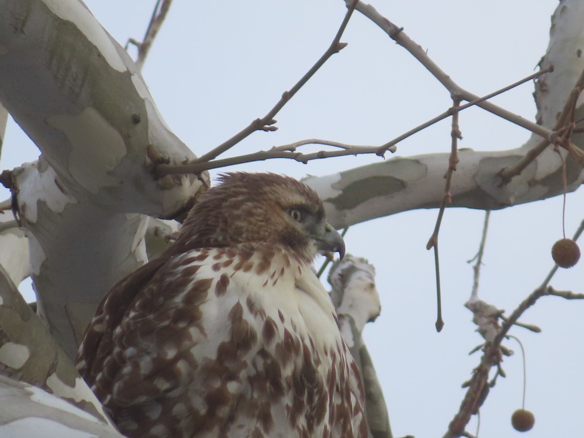 Rotschwanzbussard - ML646453927