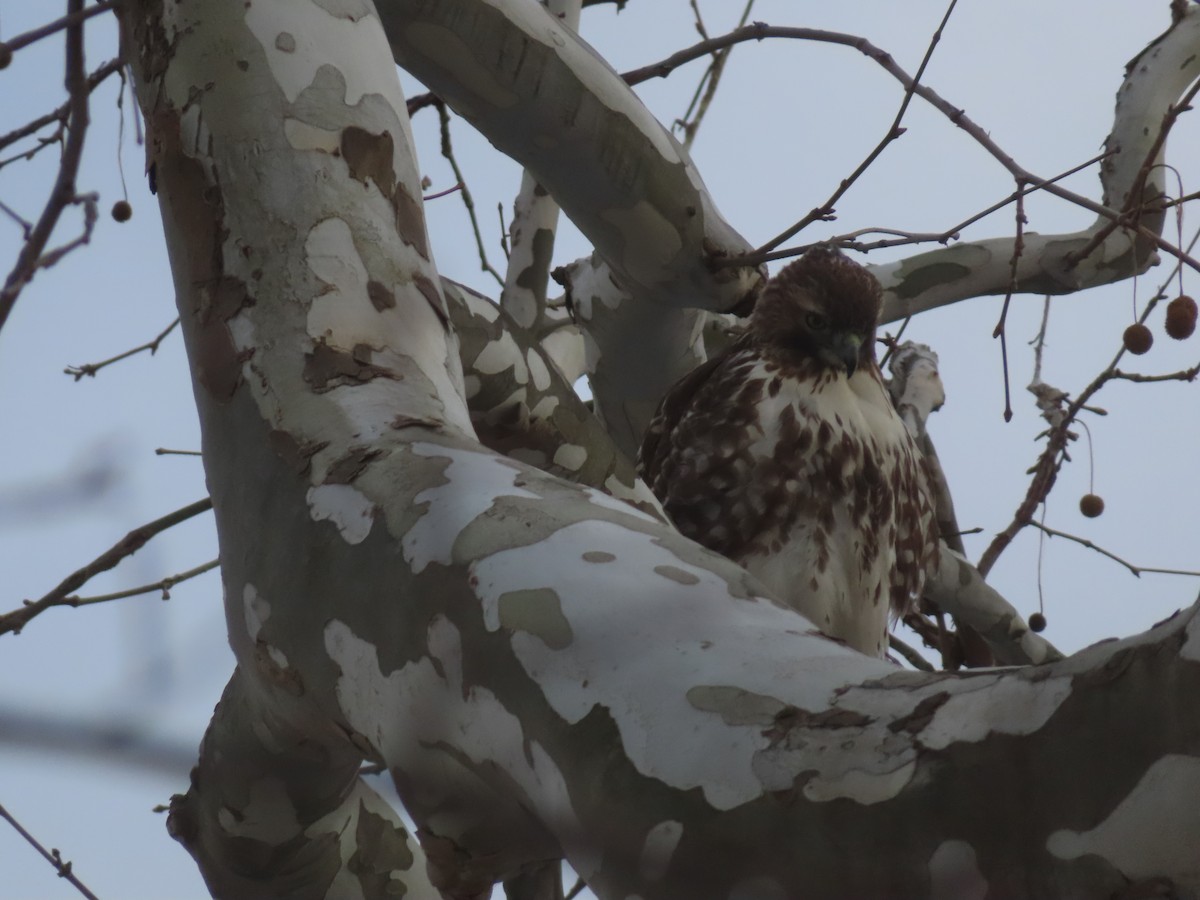 Rotschwanzbussard - ML646453930