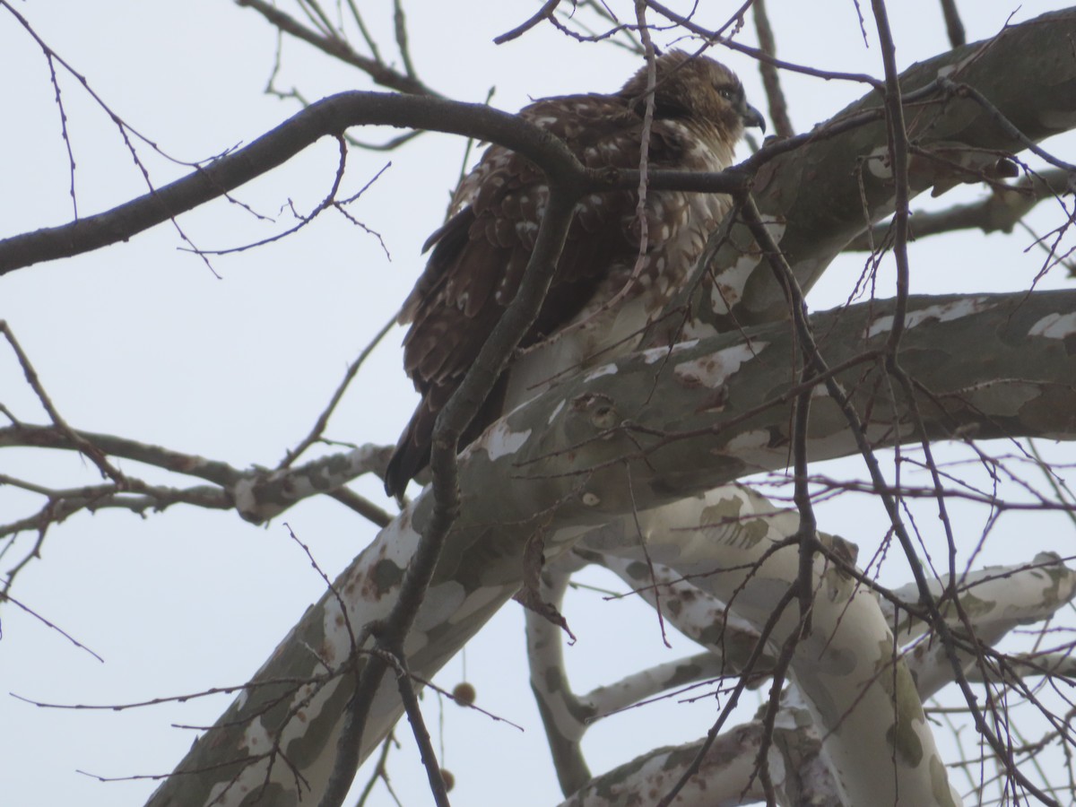 Rotschwanzbussard - ML646453931