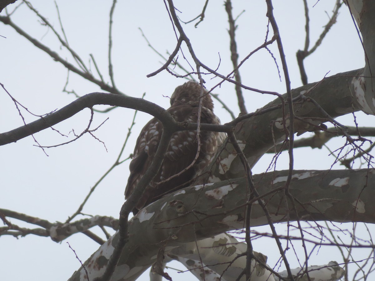 Rotschwanzbussard - ML646453932