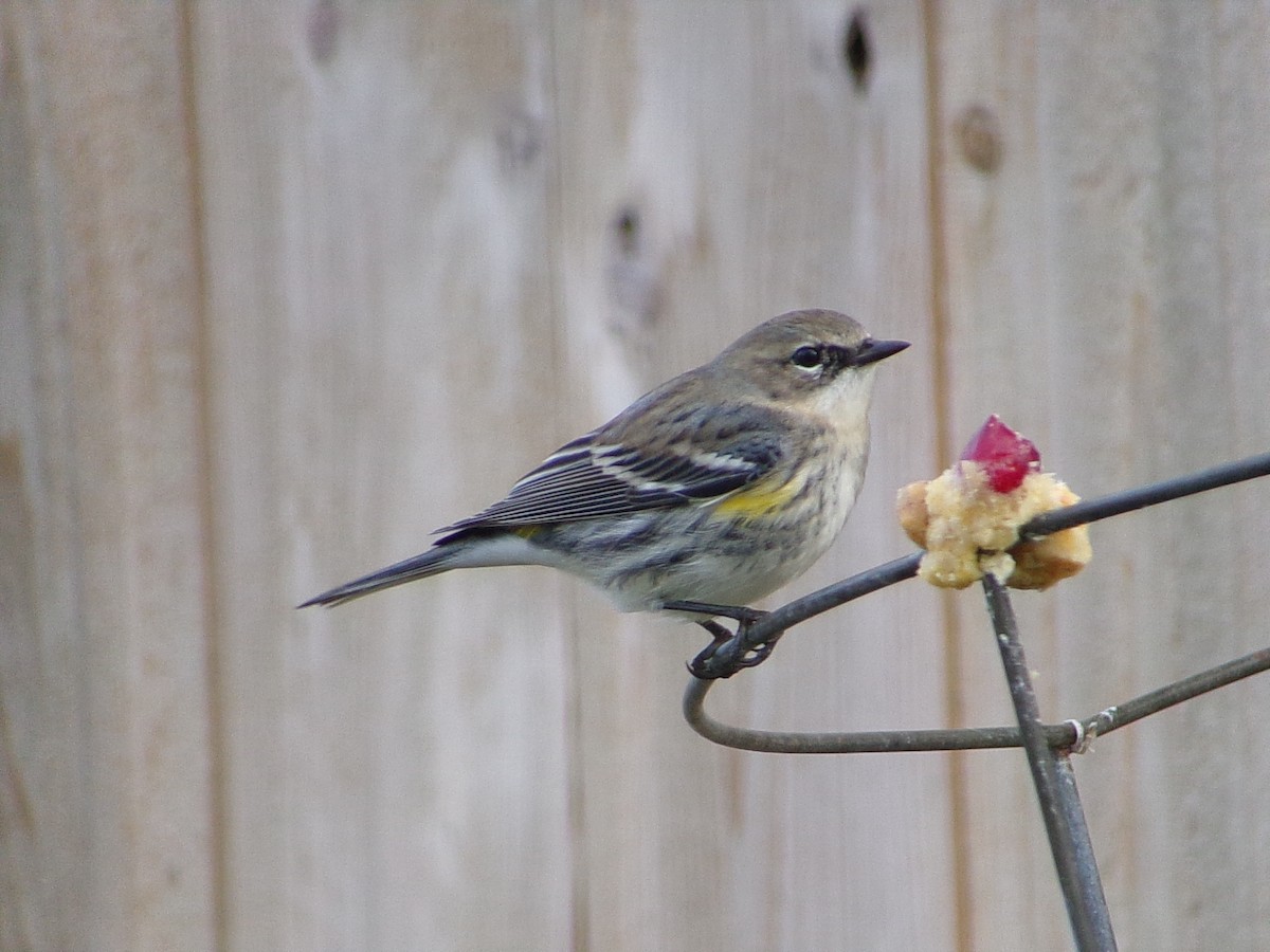 Yellow-rumped Warbler (Myrtle) - ML646453933