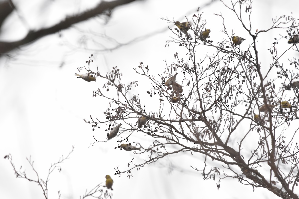 Eurasian Siskin - ML646453935