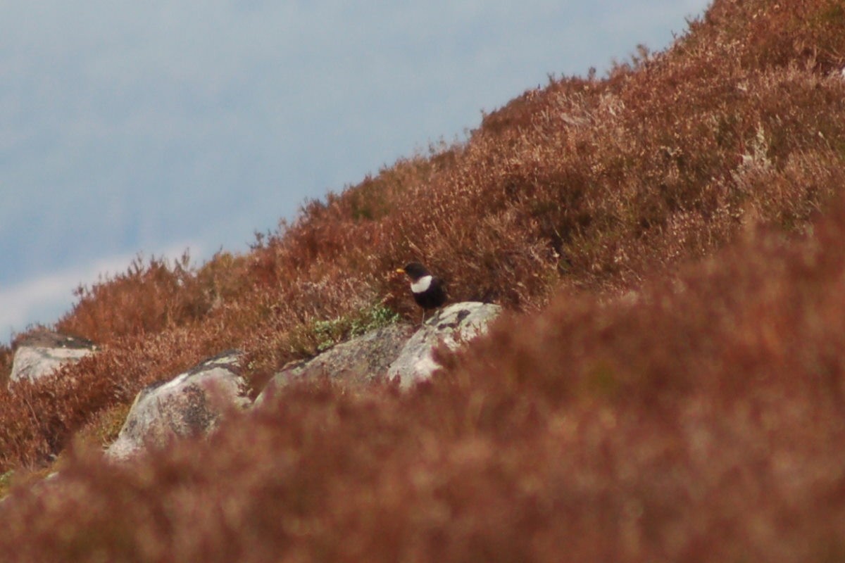 Ring Ouzel - ML646453936