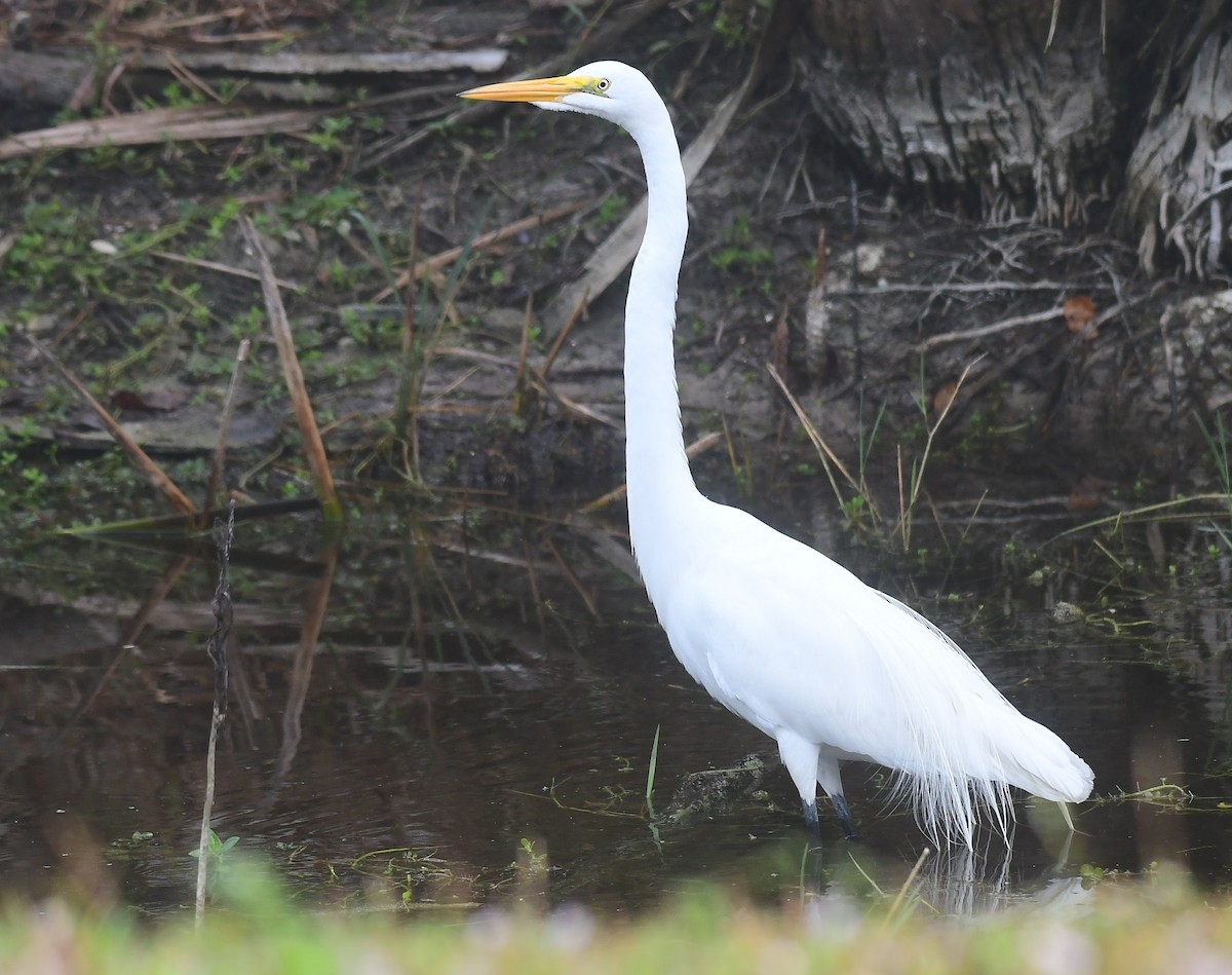 Great Egret - ML646453939
