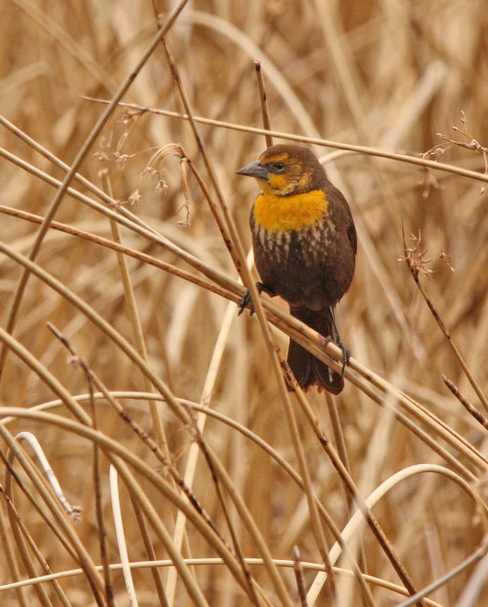 Yellow-headed Blackbird - ML646453946