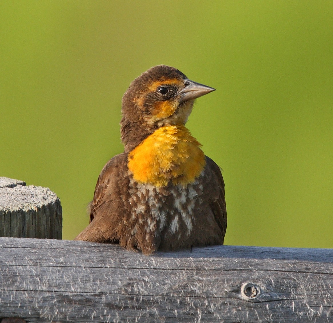 Yellow-headed Blackbird - ML646453947