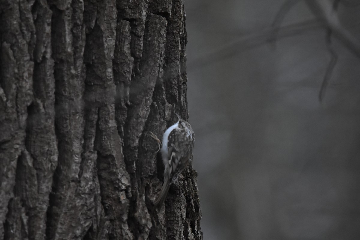 Eurasian Treecreeper - ML646453949