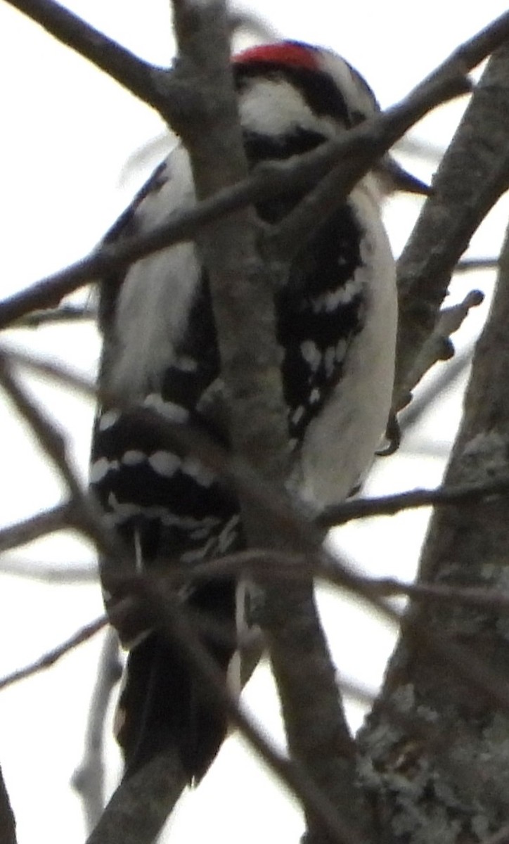 eBird Checklist - 6 Dec 2025 - Pickering Ponds, Rochester - 17 species