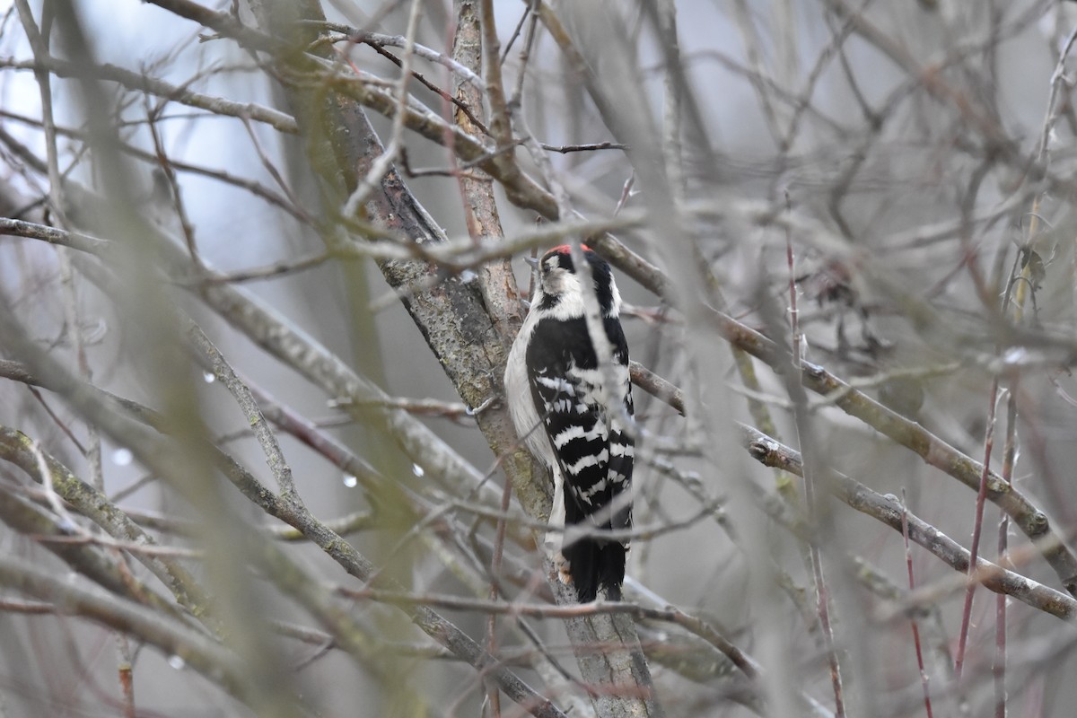 Lesser Spotted Woodpecker - ML646453956