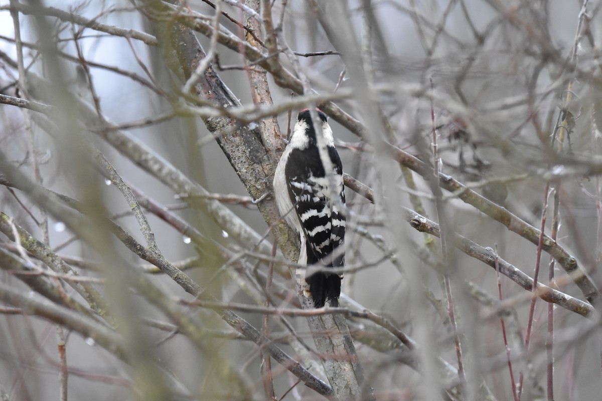 Lesser Spotted Woodpecker - ML646453957
