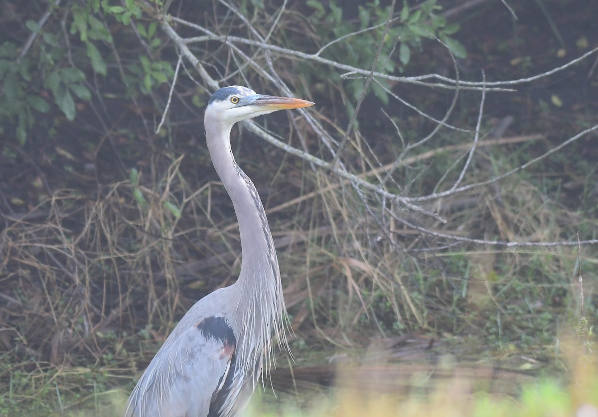 Great Blue Heron - ML646453959