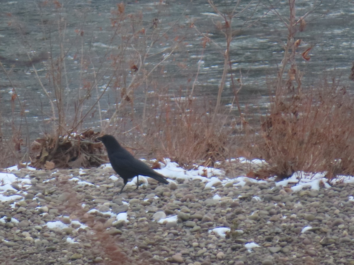 Amerikakrähe - ML646453961