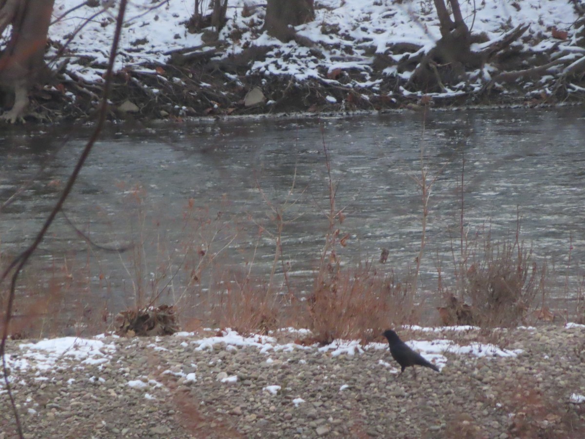 Amerikakrähe - ML646453962