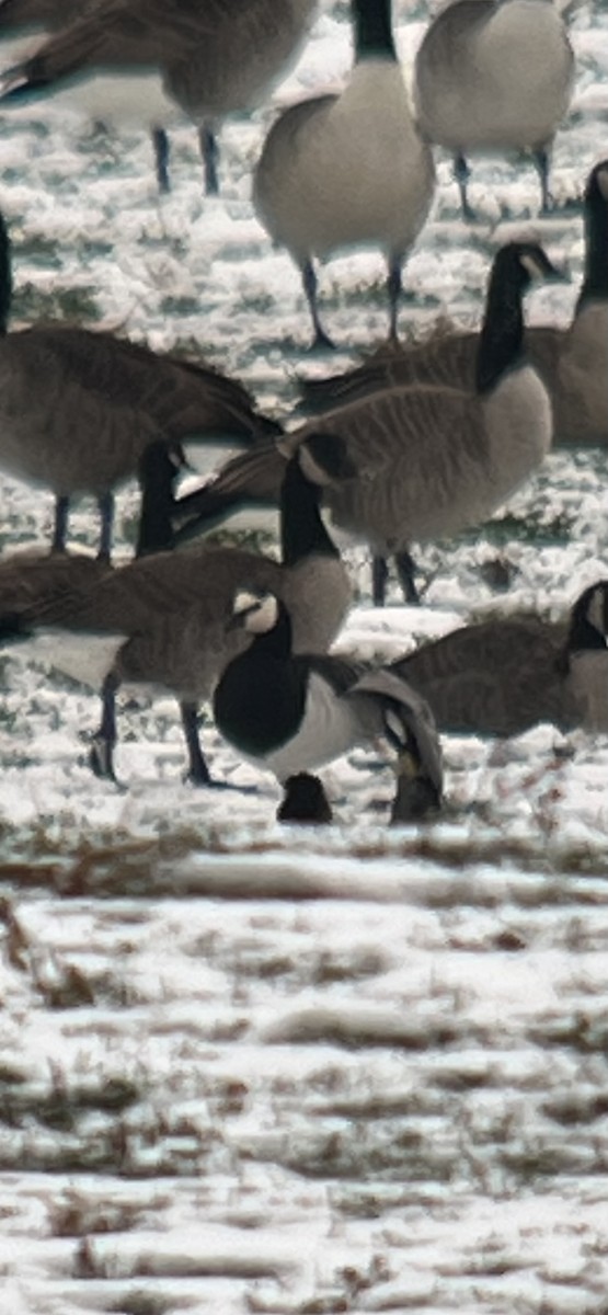 Barnacle Goose - ML646453965