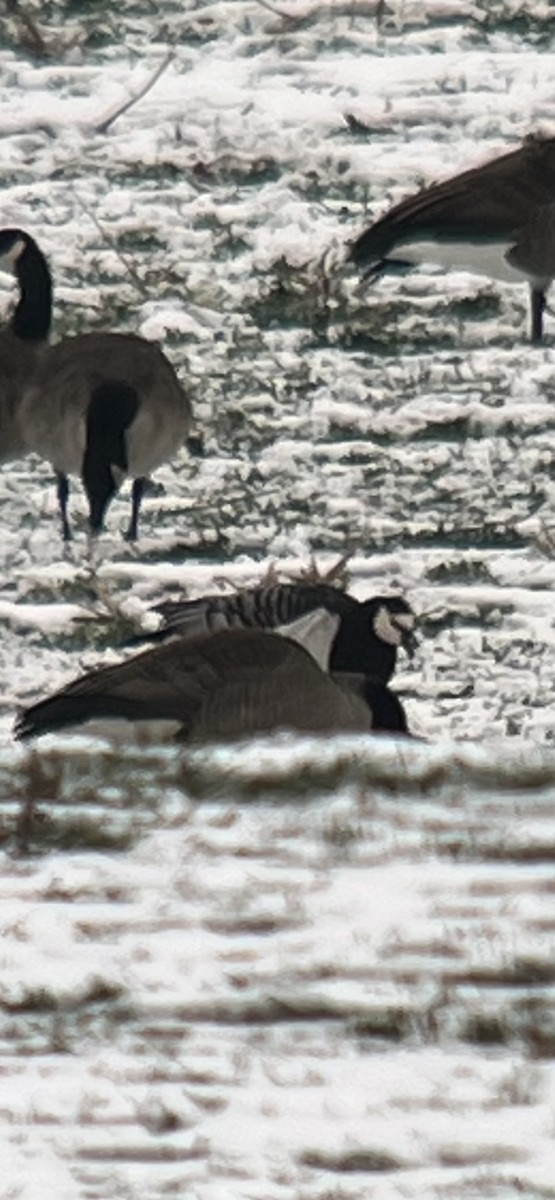 Barnacle Goose - ML646453971