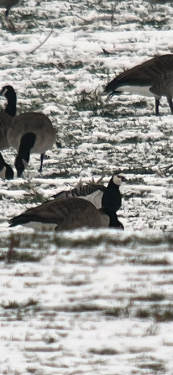 Barnacle Goose - ML646453972