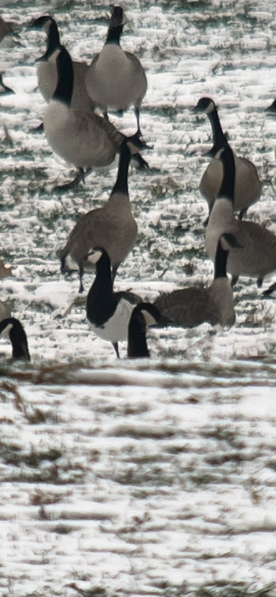 Barnacle Goose - ML646453973