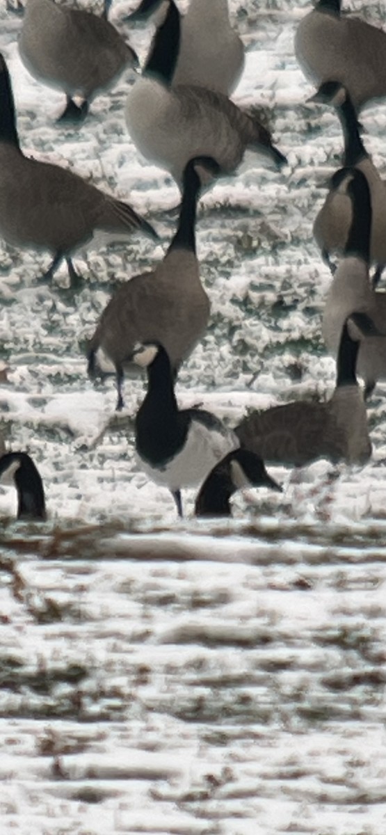 Barnacle Goose - ML646453974