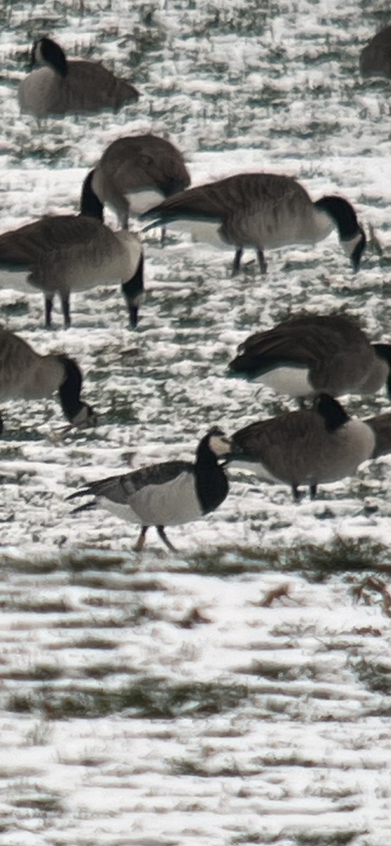 Barnacle Goose - ML646453975
