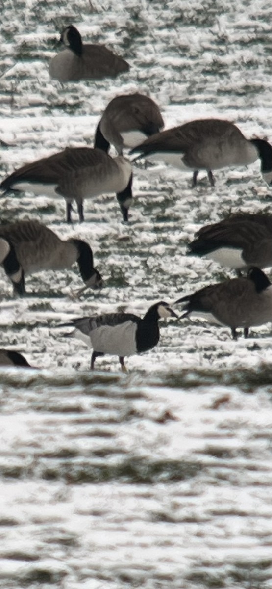 Barnacle Goose - ML646453976