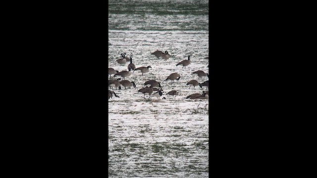 Barnacle Goose - ML646453977