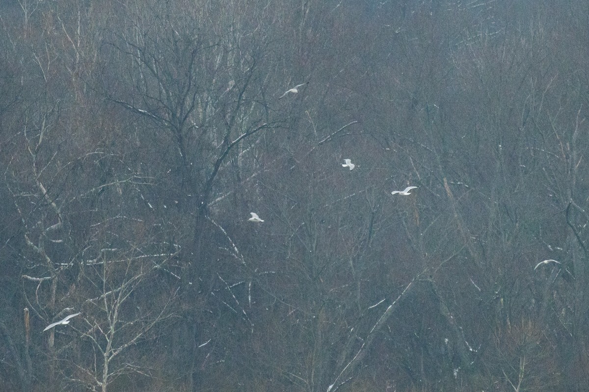 Gavina americana - ML646453980