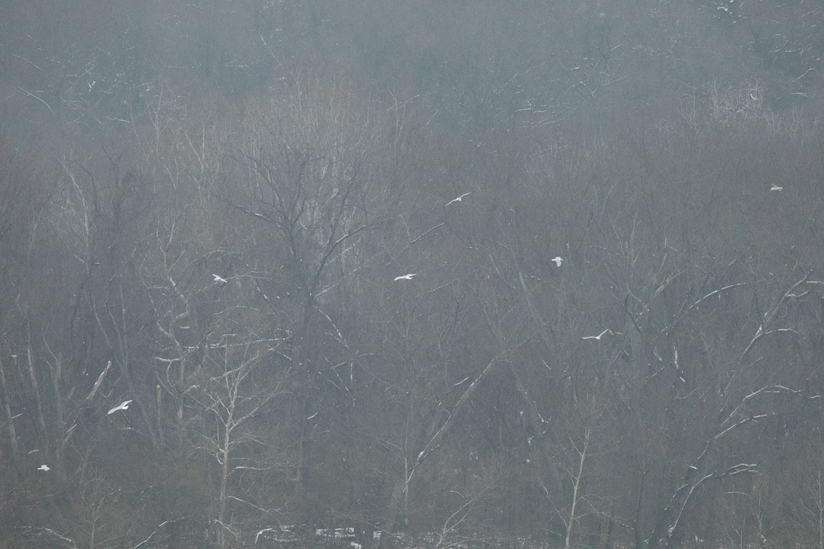 Gavina americana - ML646453981