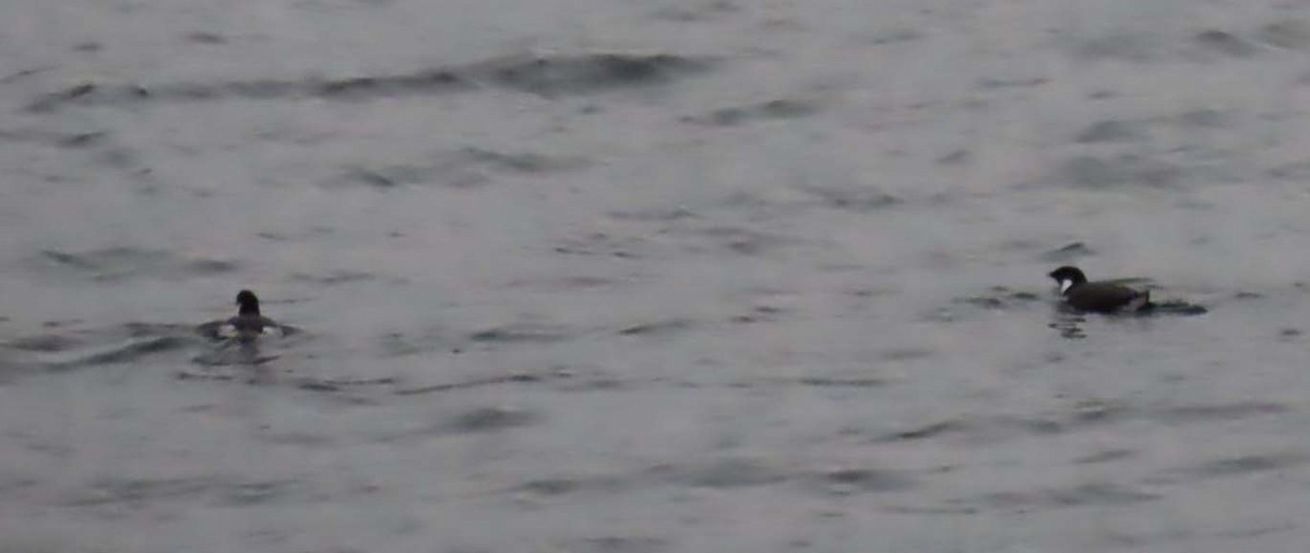 Ancient Murrelet - ML646453983