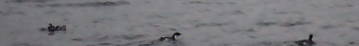 Ancient Murrelet - ML646453984